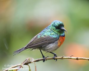 Birds in Rwanda